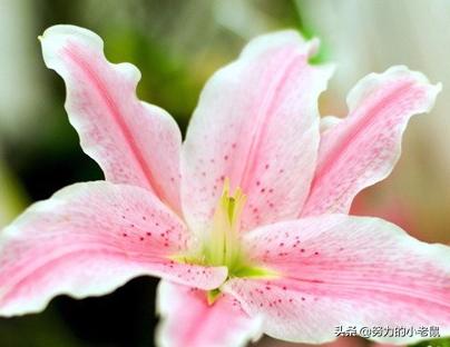 关于百合花的花语（百合花花语经典超短句）