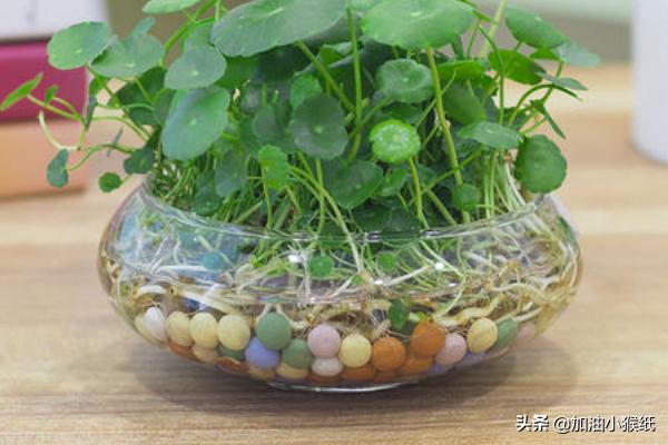 铜钱草的养殖方法和注意事项