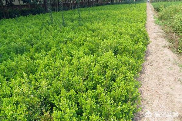 小叶金森女贞图片（金叶女贞与小叶女贞价格）