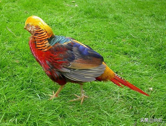 红腹锦鸡_红腹锦鸡可以私人养殖吗