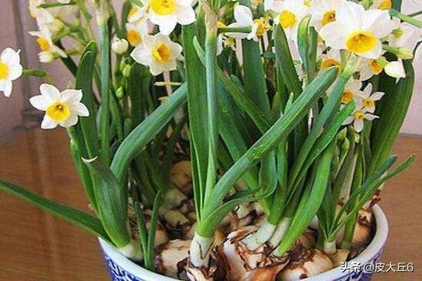 水仙花图片 盆景（水仙花全图）