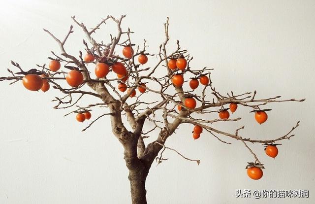 金弹子树多少钱一颗_金弹子树多少钱一颗几十年