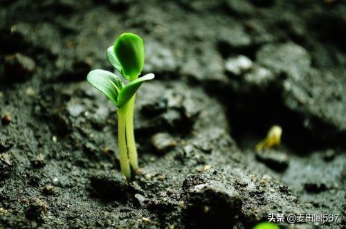 种子萌发的条件图片（种子萌发的条件实验图片）