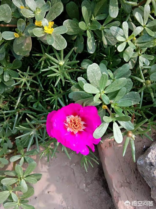 太阳花什么时候播种最好(太阳花适合什么时候播种)