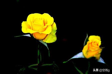 几朵黄玫瑰的花语是什么（1朵黄玫瑰花语的准确意思）