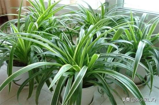 吸收甲醛最好的植物（吸收甲醛最好的植物排行）