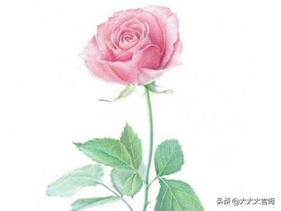 玫瑰花束图片大全大图唯美(玫瑰花束图片高清图片)