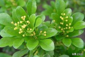 米兰花的养殖方式和注意事项