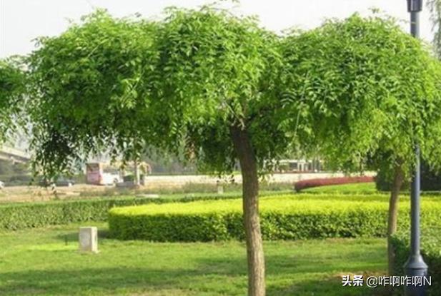 龙爪槐什么时候修剪最佳_龙爪槐修剪的时间及使用方法