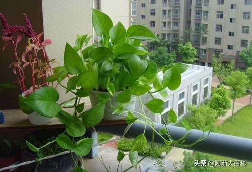 绿萝水培植物怎么养（绿萝水培放什么长得好）