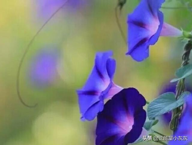 牵牛花诗句_牵牛花诗句有哪些