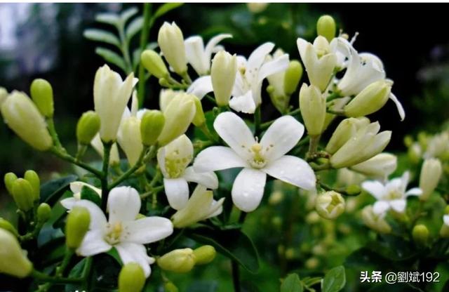 十里香的养殖方法和注意事项