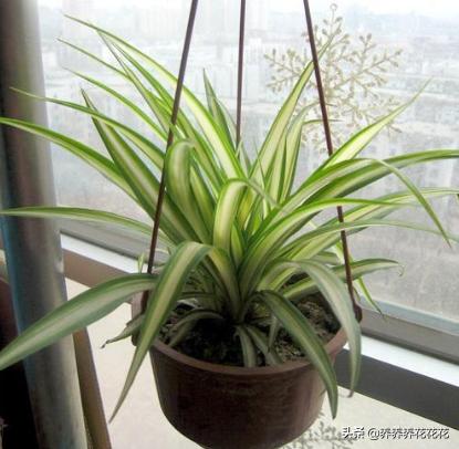 放在室内的植物有哪些(十种养不死的室内绿植)