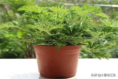 驱蚊草可以放在室内吗_驱蚊草能放屋里吗