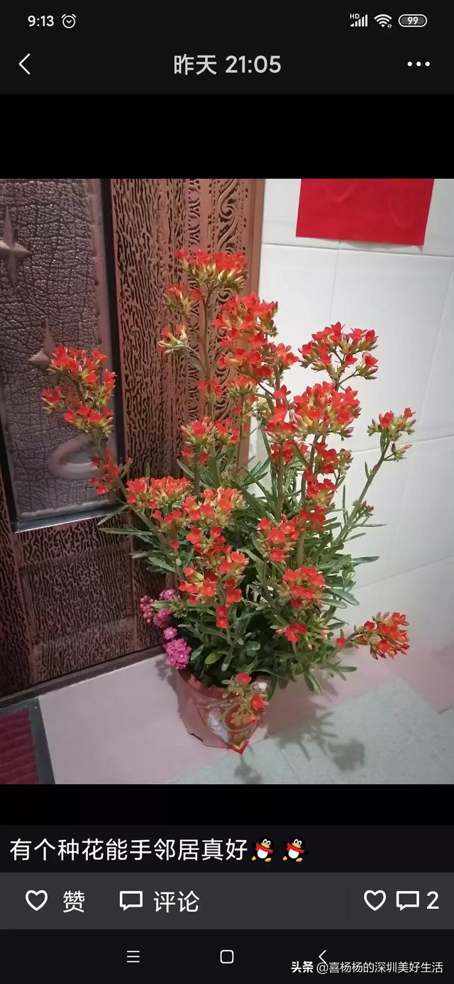 迎春花盆景图片大全 造型_迎春花盆景制作入门