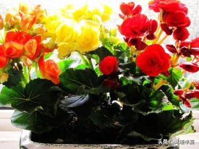 四季海棠图片养殖方法(四季海棠图片 种植方法)