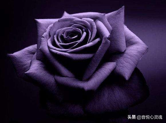 紫玫瑰含义(紫玫瑰寓意和象征)