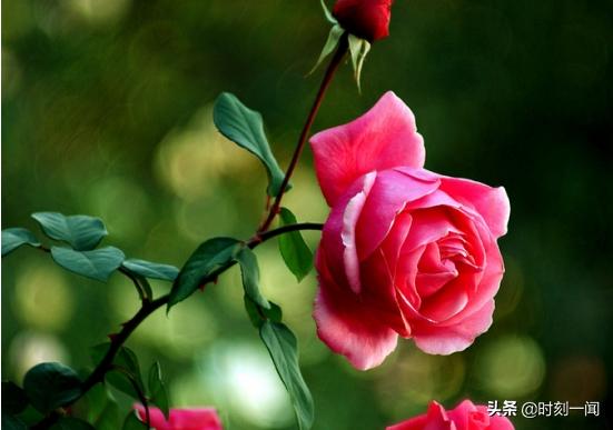 怎么判断玫瑰和月季（怎么判断玫瑰和月季和蔷薇）