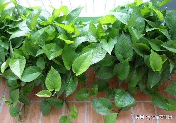 绿萝的特点（介绍绿萝的特点）