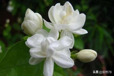 茉莉怎么样养殖才能开花（茉莉花怎么养开花快）