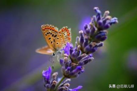 薰衣草图片花语(薰衣草图片花语带字)