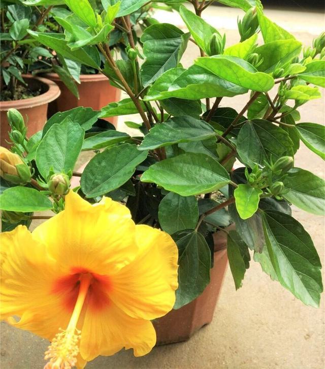 黄金槐介绍(黄金槐为蝶形花科槐属植物)