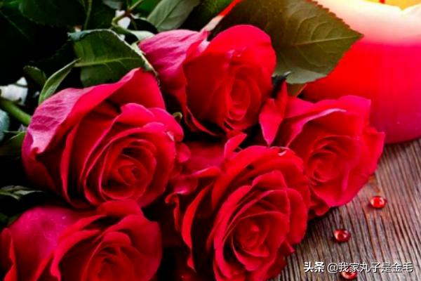 情人节可以送玫瑰花吗（情人节可以送一支玫瑰吗）