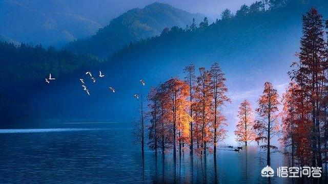 杉树品种大全大图（十二种杉树图片）