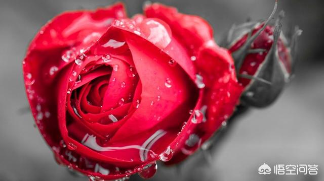 12束玫瑰花花语（花束12朵玫瑰什么意思）