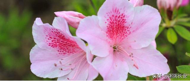 春天有哪些著名的花(春天的花有哪些 名字 赏花)