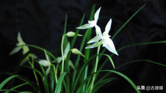 名贵的兰花有哪些（名贵的兰花有哪几种）