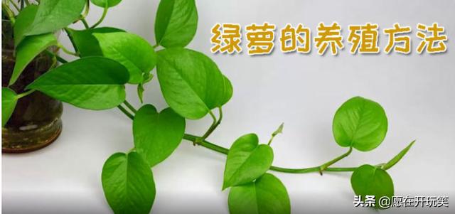 绿萝怎么养殖方法和注意事项
