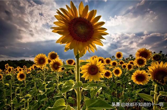 向日葵的花语网络梗