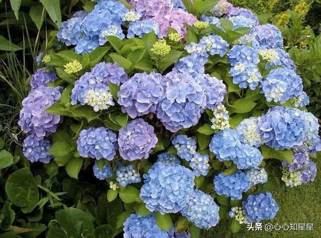 无尽夏花语（无尽夏花语文案）