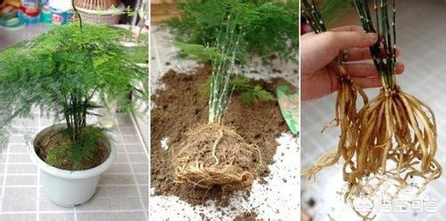 文竹养殖方法和注意事项_文竹的养殖方法