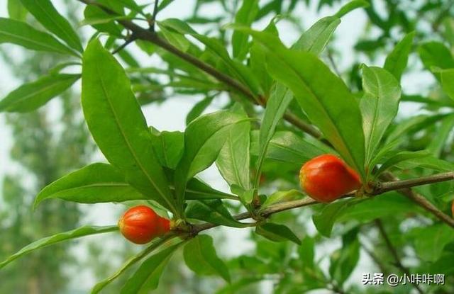 石榴树叶子（石榴树叶子卷曲是什么原因）