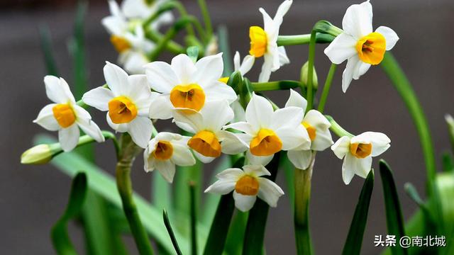 水仙文双男主（水仙文双男主海棠小说）