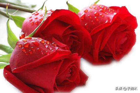 各种花图片大全带名字（各种花的图片）