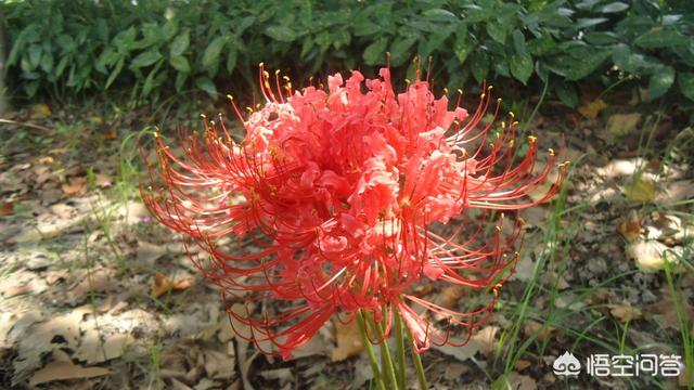 曼珠沙华的传说图片_曼珠沙华的传说与花语