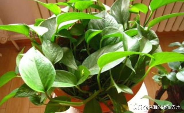 绿萝可以放在卧室吗