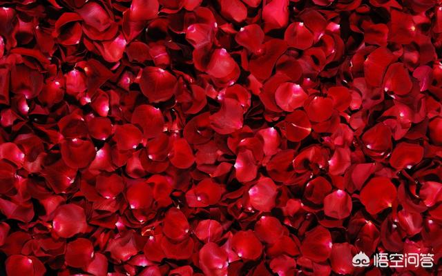 玫瑰花的优美句子（玫瑰花的优美句子说明文怎么写）