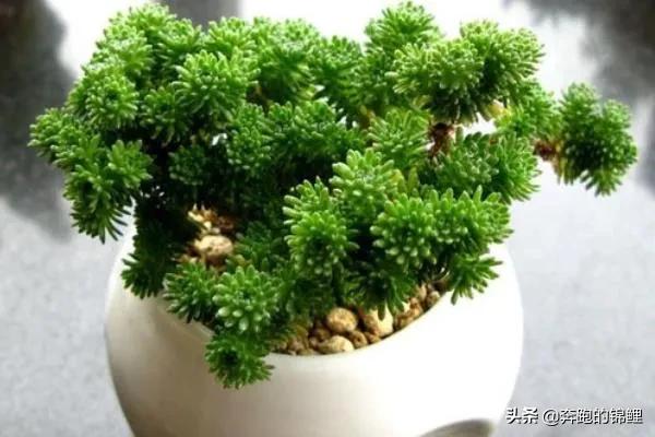 太阳花老桩盆景（太阳花老桩盆景怎么养）