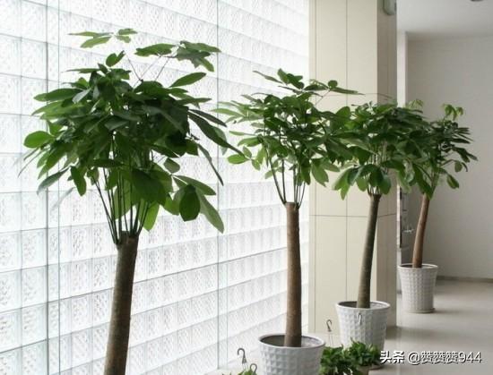 美丽又漂亮的花图（又好看又美丽的花）