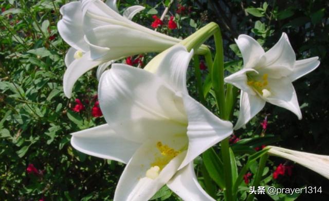 百合花的外貌描写三年级（百合花的外貌描写三年级100字）