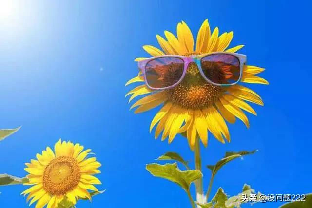 太阳花和向日葵有什么不一样