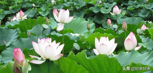 荷花的季节是什么时候开放的