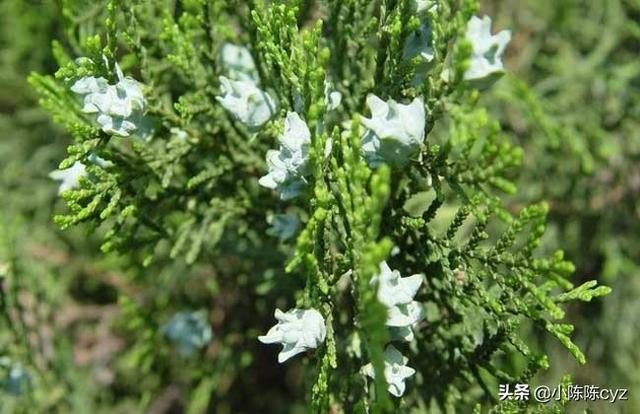 柏树种子_柏树种子能吃吗