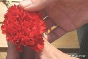 母亲节鲜花花束图片康乃馨（母亲节鲜花图片大全 动态图）