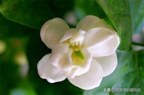 夏天十种最美的花图片(夏天花的图片大全 最美)