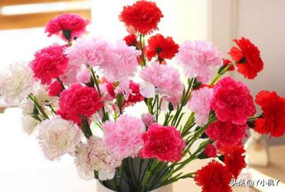 母亲节最好送什么花